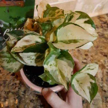 Epipremnum aureum 'Manjula' syn. Epipremnum aureum 'Happy Leaf'