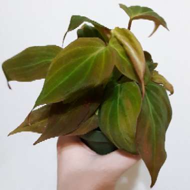Philodendron micans