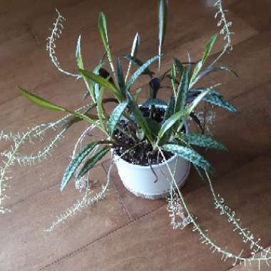 Ledebouria socialis syn. Scilla violaceum
