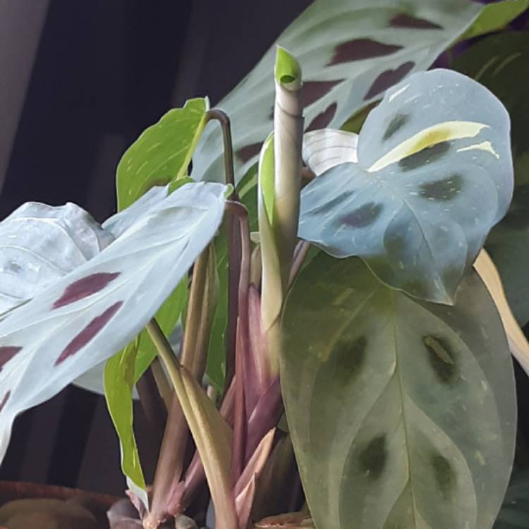 Plant image Maranta leuconeura 'Kerchoveana'