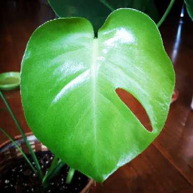 Monstera deliciosa