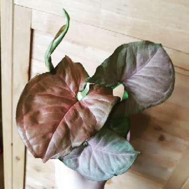 Syngonium podophyllum 'Pink Allusion'