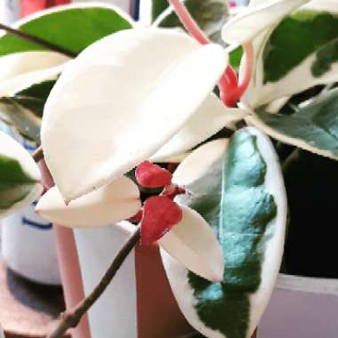 Hoya carnosa 'Krimson Queen' syn. 'Crimson Queen'