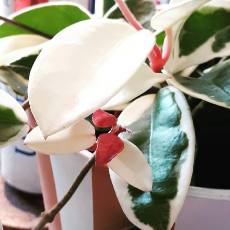 plant image 1320830