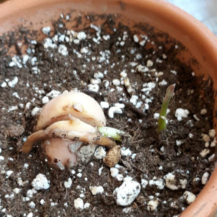 Plant image Persea americana  syn. Persea gratissima