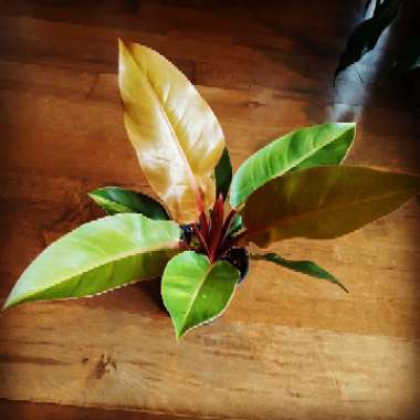 Philodendron 'Prince of Orange' syn. Philodendron 'Orange Prince'