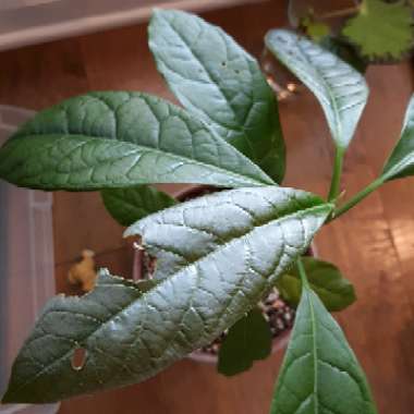 Persea americana  syn. Persea gratissima
