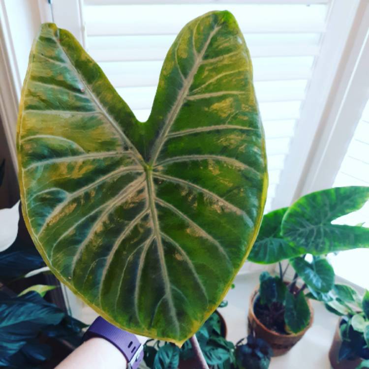 plant image 1349642