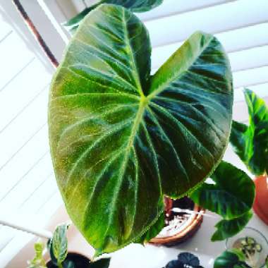 Alocasia 'Ivory Coast'