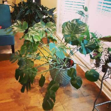 Monstera deliciosa