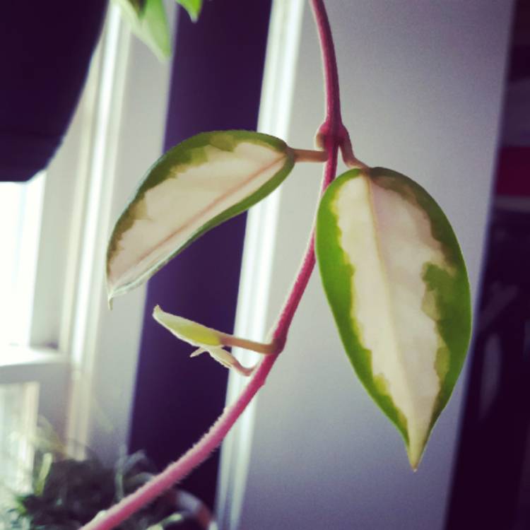 plant image 1365471