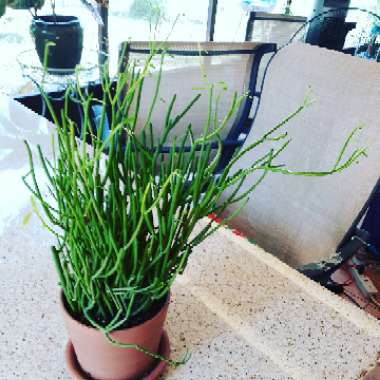 Euphorbia tirucalli