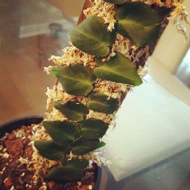 Rhaphidophora hayi