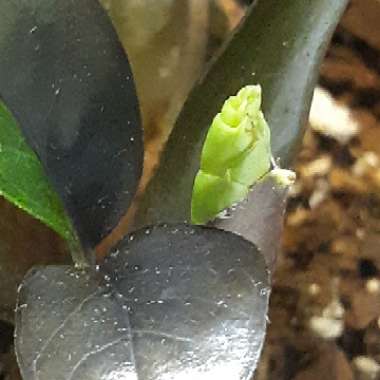 Zamioculcas zamiifolia 'Raven'