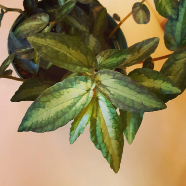 Plant image Pellionia Repens