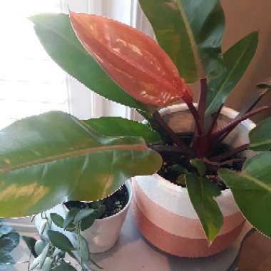 Philodendron 'Prince of Orange' syn. Philodendron 'Orange Prince'