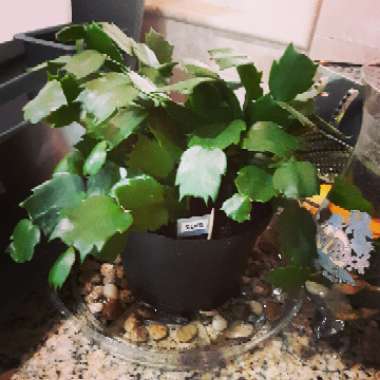 Schlumbergera truncata