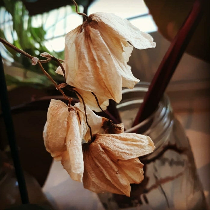 plant image 1407353