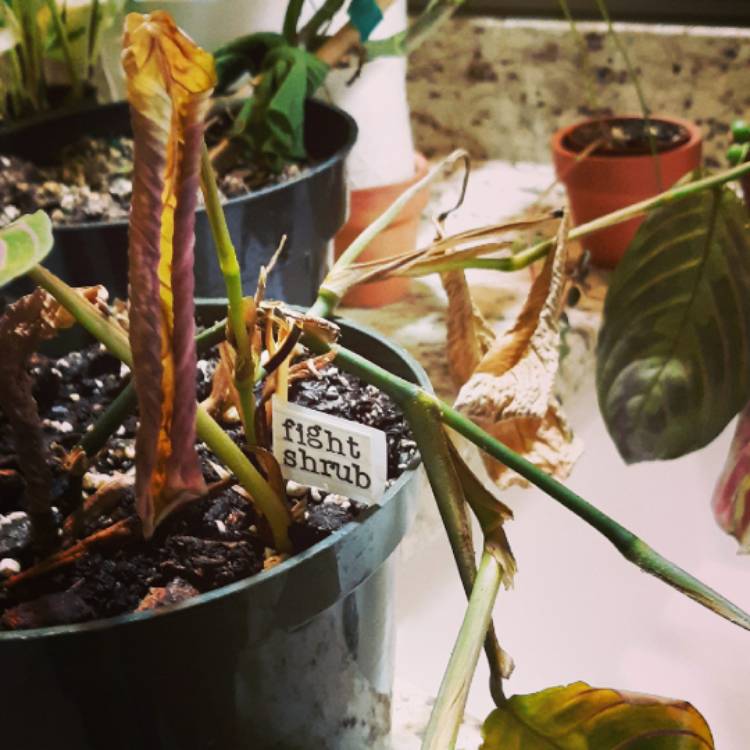 plant image 1409122