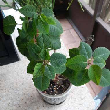 Euphorbia pulcherrima