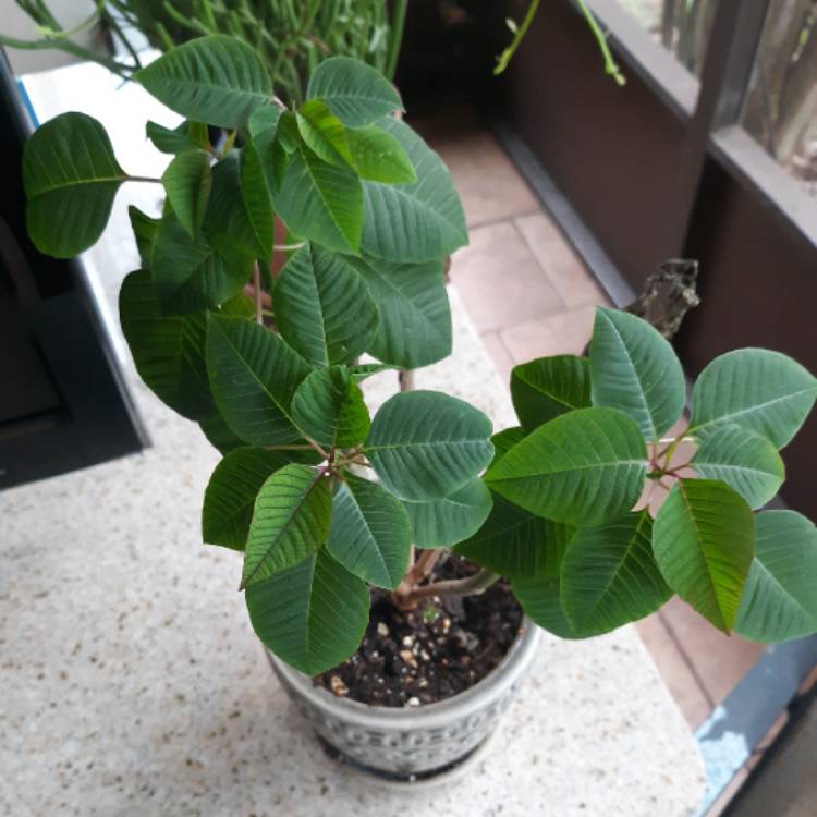 plant image 1416077