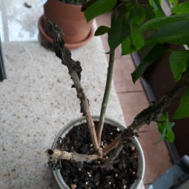 Euphorbia pulcherrima