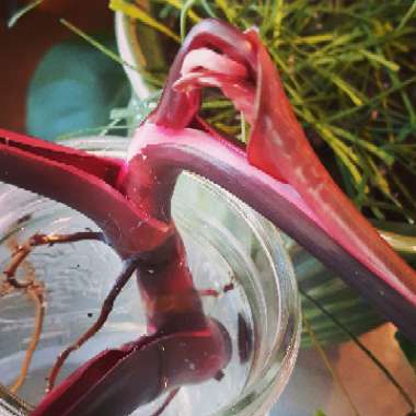 Philodendron 'Pink Princess' syn. Philodendron erubescens 'Pink Princess'
