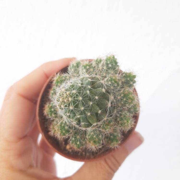 plant image 1292769
