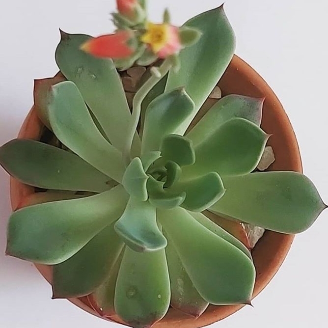 Plant image Echeveria Elegans Hybrid