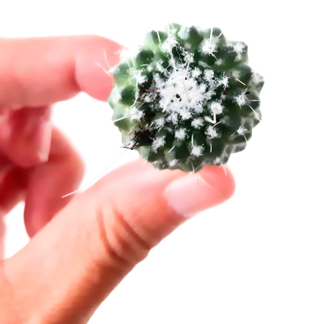 Plant image Mammillaria Compressa