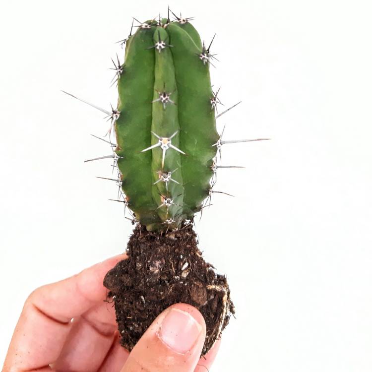 Plant image Stetsonia Coryne