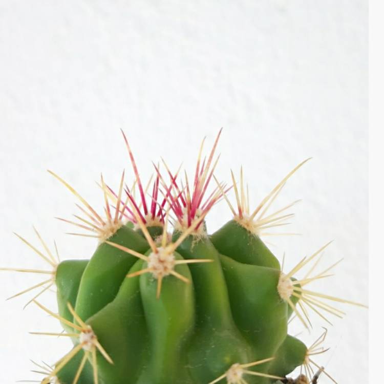 Plant image Ferocactus Stanesii syn. Ferocactus stainesii : Ferocactus pilosus ; Ferocactus pringlei