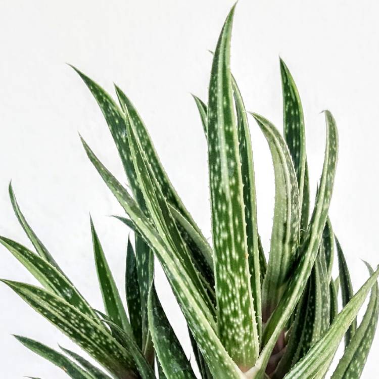 Plant image x Gasteraloe 'Thais'
