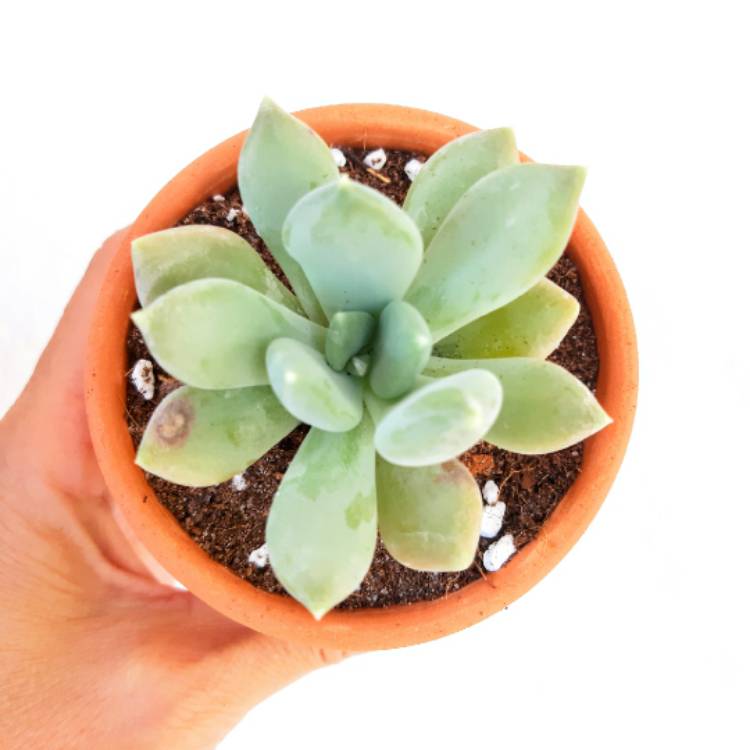 plant image 1426686