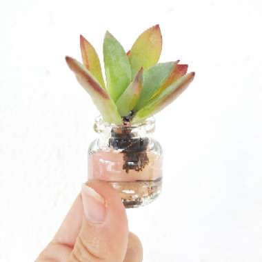Echeveria Colorata fa. Brandtii
