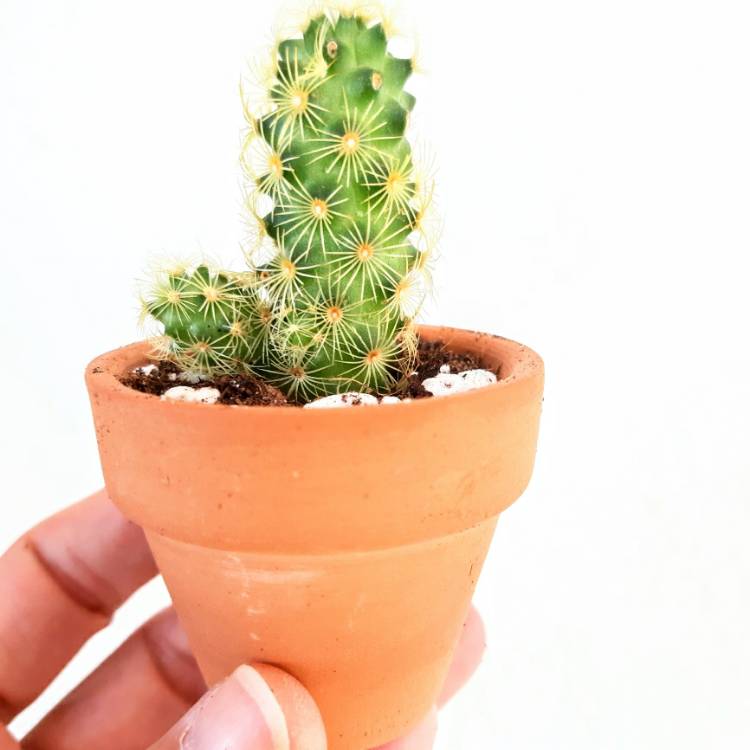 Plant image Mammillaria Elongate