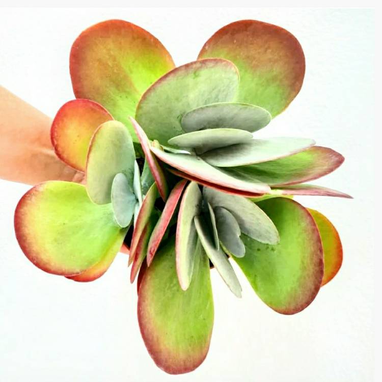 Plant image Kalanchoe Thyrsiflora