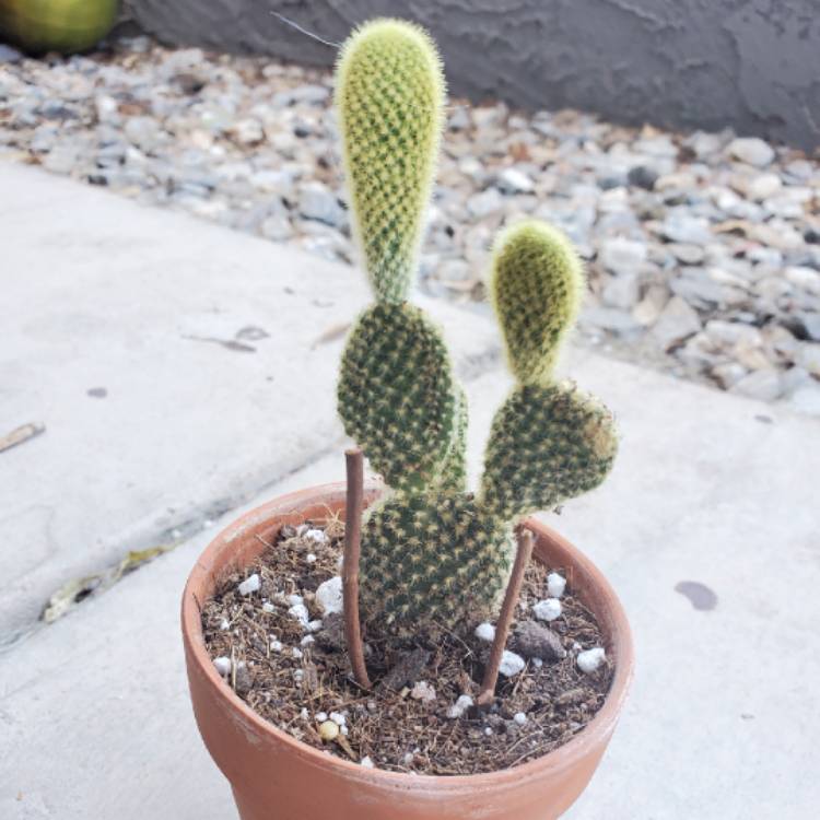 plant image 1479424 plant image 1479424