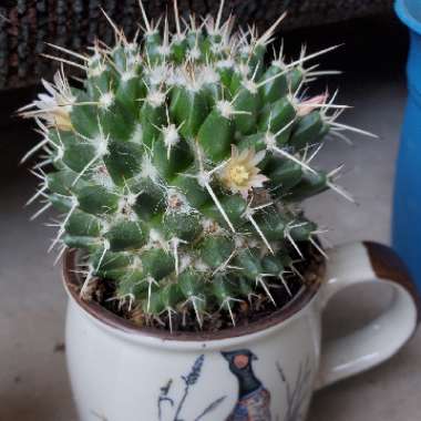 Sliver Arrow Cactus