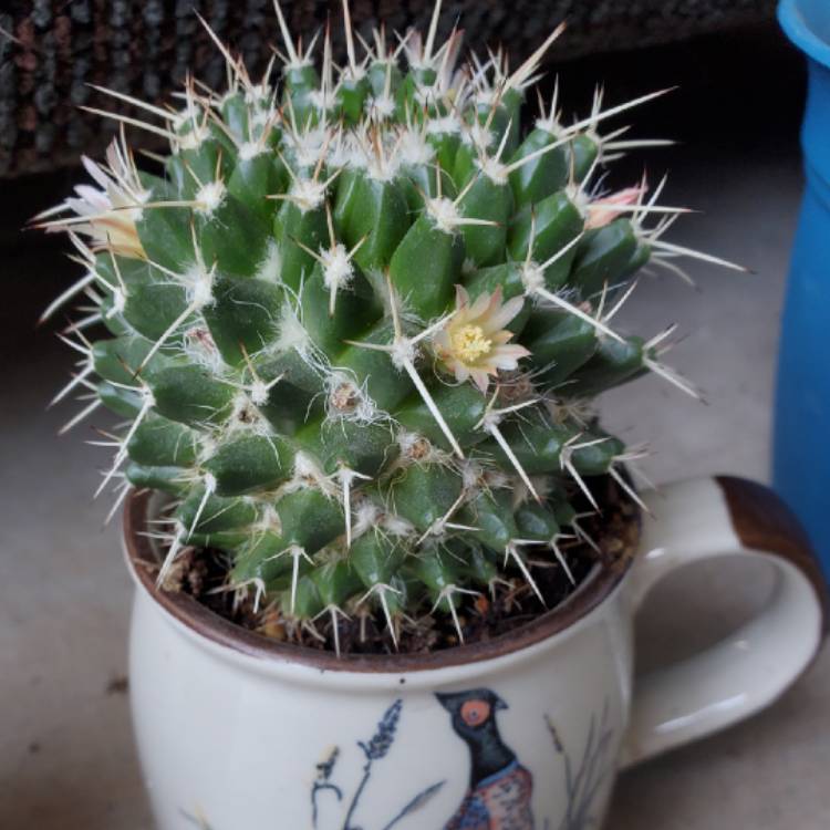 Plant image Mammillaria nejapensis