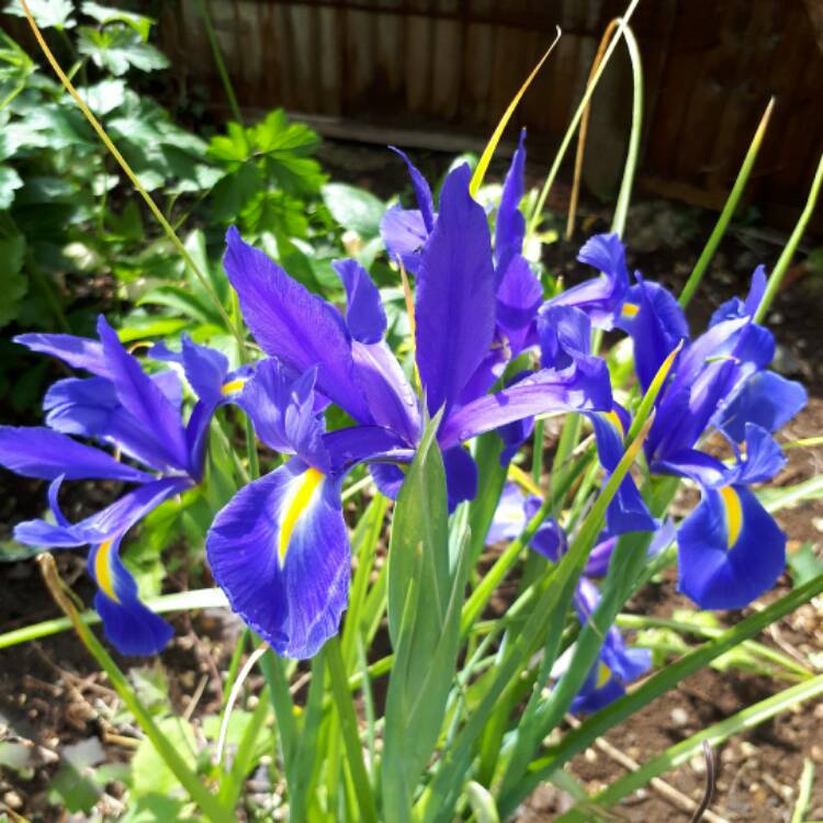 Plant image Iris x hollandica 'Sapphire Beauty'