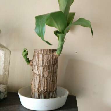 Corn plant