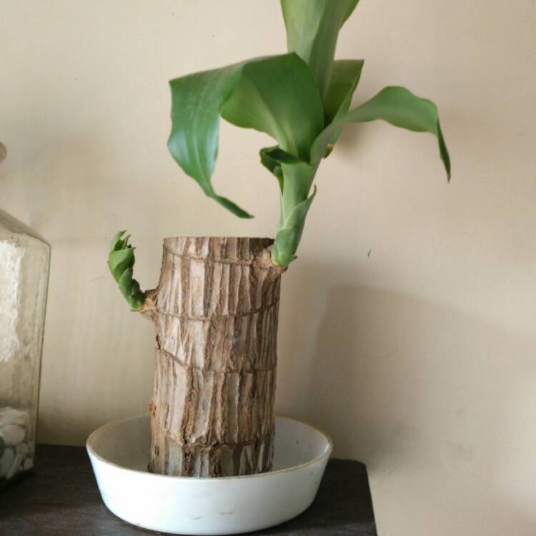 plant image 570048
