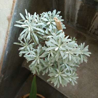 Chrysanthemum artemisioides
