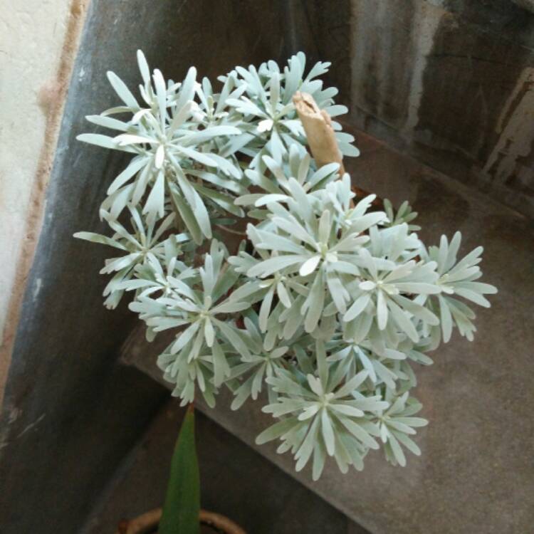 plant image 570051