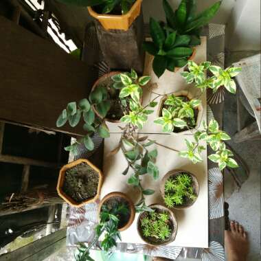 Sayantan 's garden