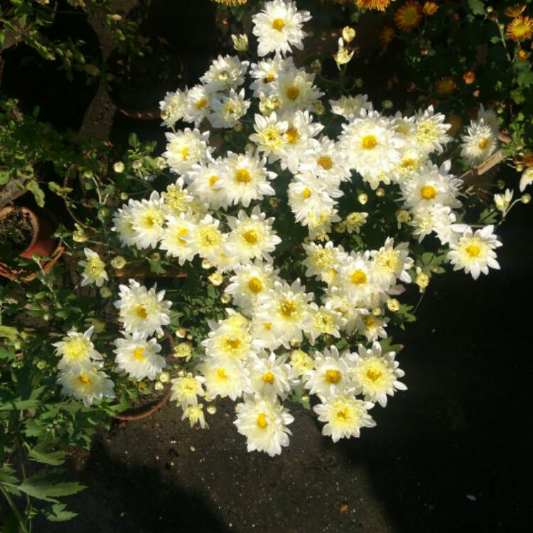 plant image 597463