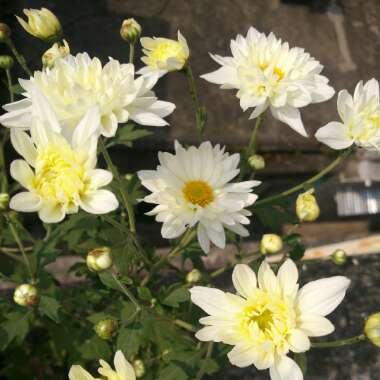 Chrysanthemum 'Aluga White'