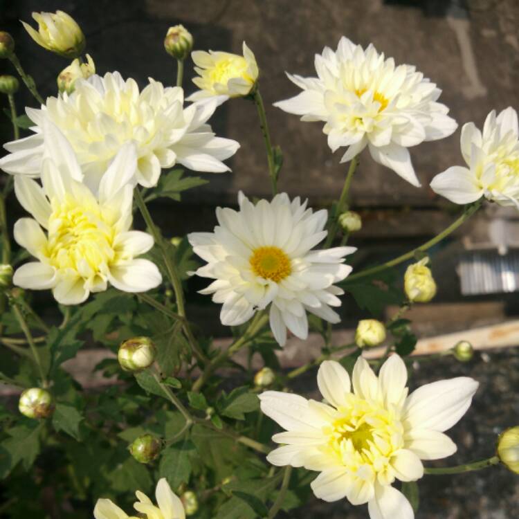 plant image 597464