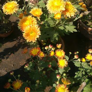 Chrysanthemum